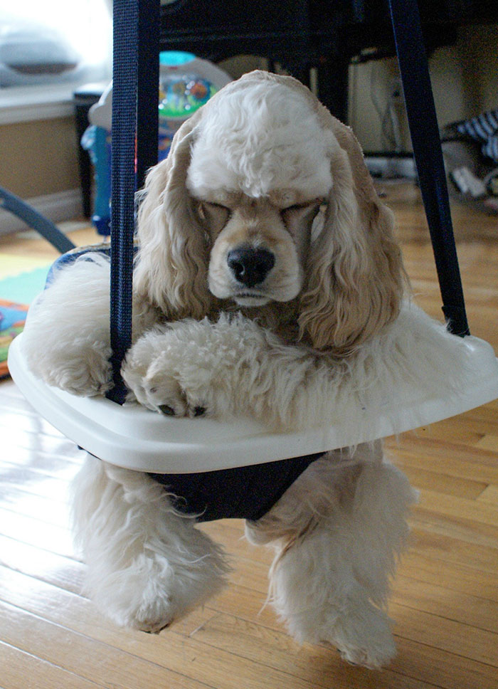 The Dog Was Jealous Of The Baby, So