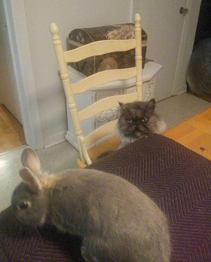 "Why Is He Allowed On The Table And I'm Not?" - Jealous Cat