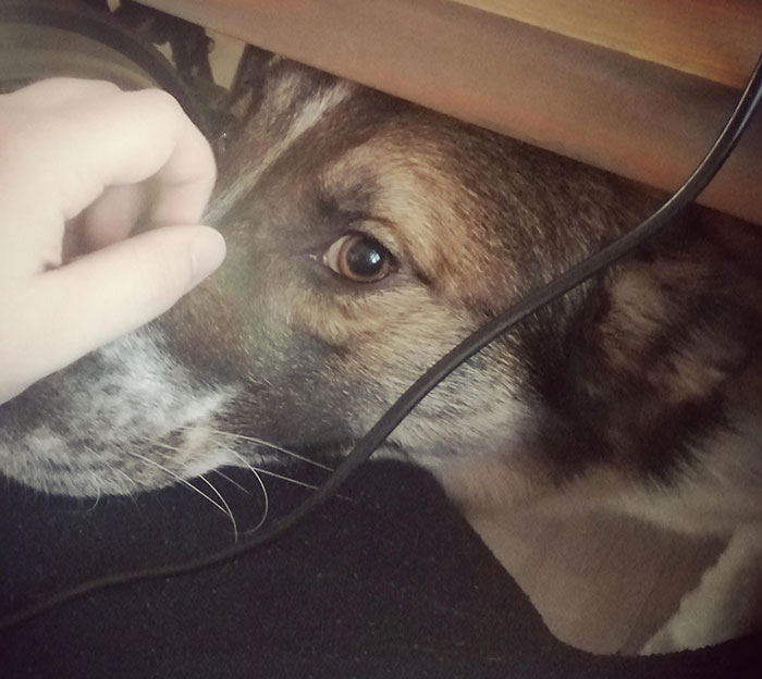 My Dog Heard A Dog In The Game I Was Playing And Got Jealous