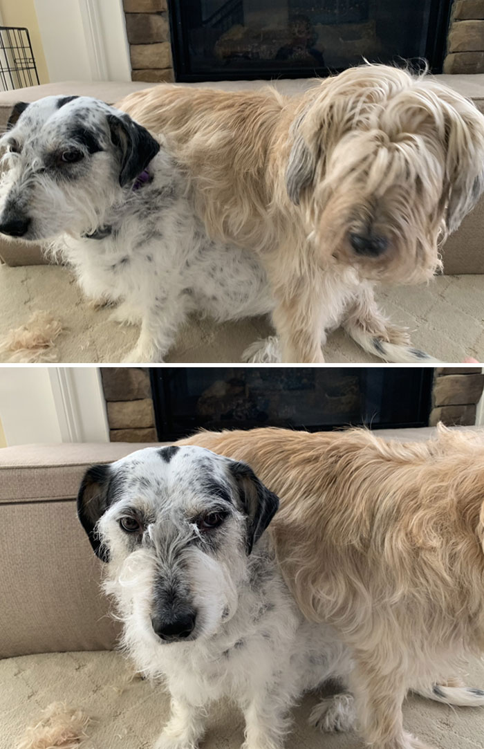 Momma Was Trying To Brush Roxie And I Got Jealous... So I Went Under Roxie To Make Sure Momma Saw Me. Poor Roxie