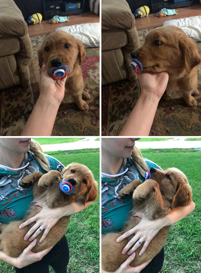 Este es Roger. Se pone celoso de su hermano humano bebé. Da berrinches al robarse chupetes y pedir que lo sostengan