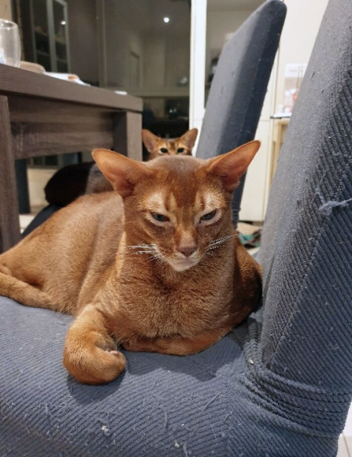 Big Sister Is Definitely Not Jealous