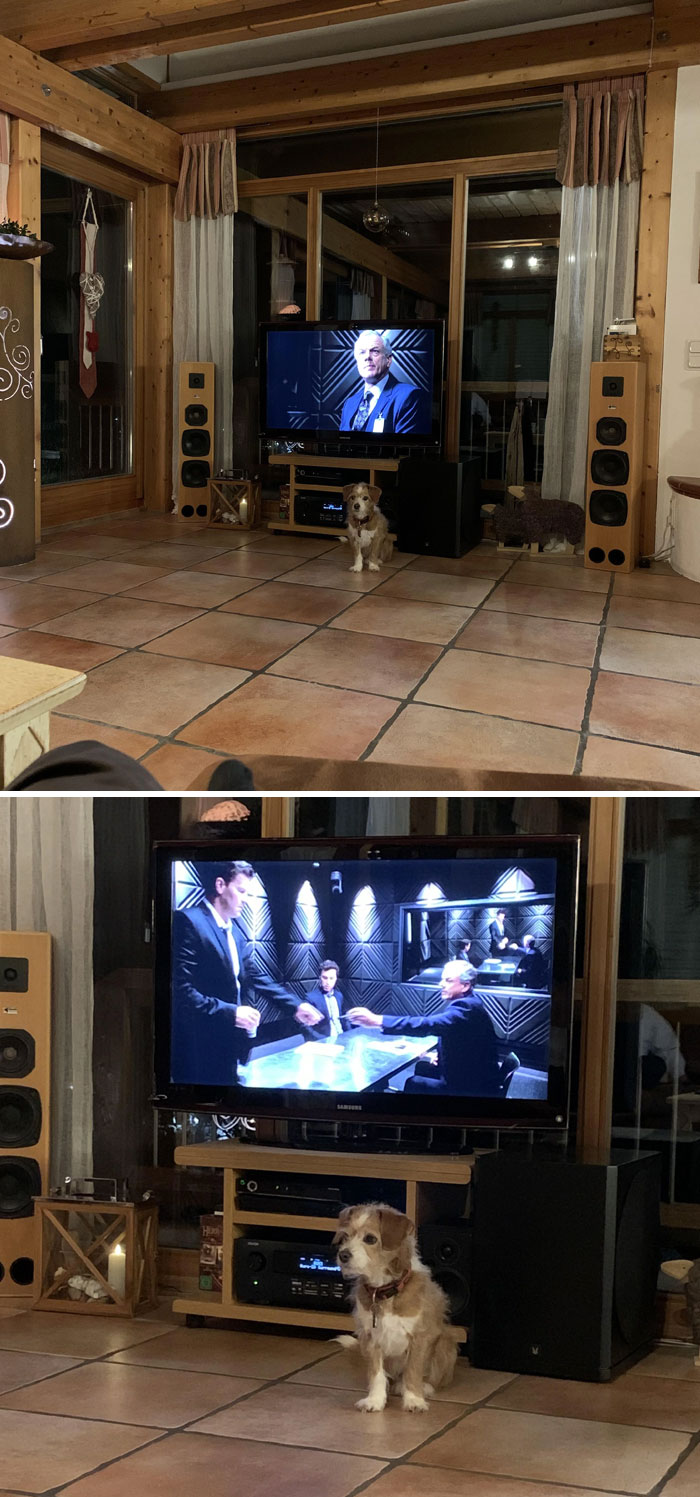 My Dog Is Jealous Of How Much Attention The TV Gets