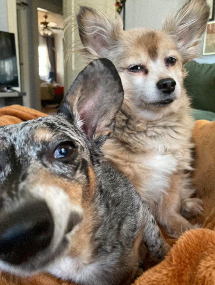 I’m Dog-Sitting For My Neighbor This Weekend. My Pup Is Jealous That He’s Not Getting His Usual Spot In My Lap