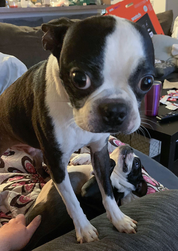 One Is Getting Belly Rubs, The Other Is Clearly Not Jealous Of The Attention His Sister Is Getting
