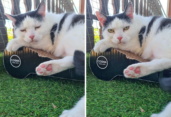 She's Jealous Because I Petted Another Cat