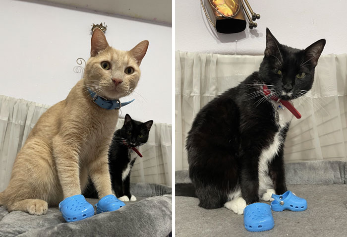 I Got My Cat Simba Some Crocs, And Of Course, Bootsy In The Back Is Being Jealous