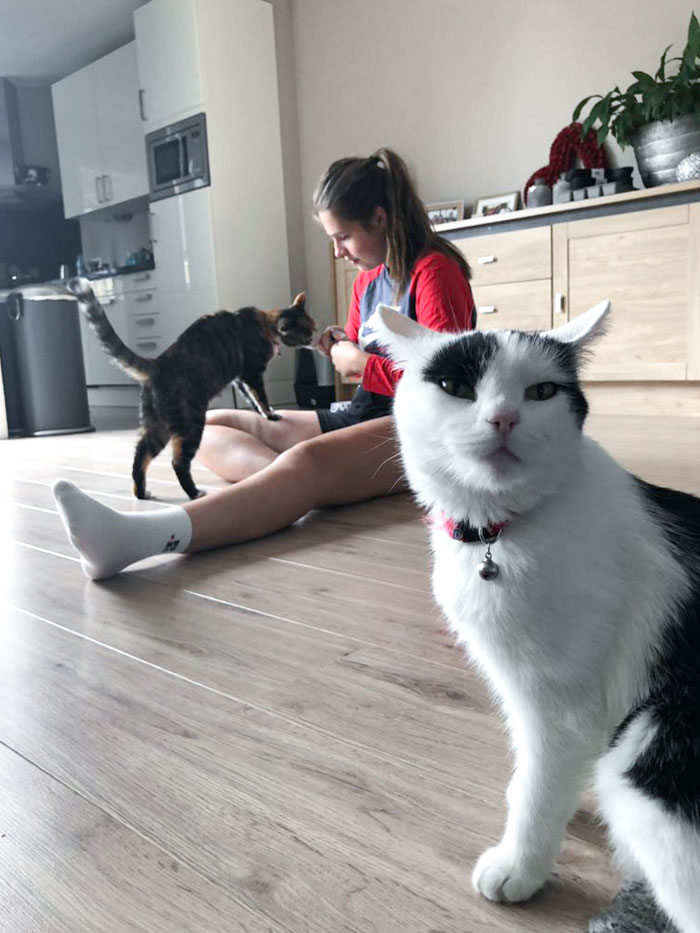 Came Here To Share A Picture Of Our Cat Being Jealous Because She Feels Too Classy To Go And Beg For Treats