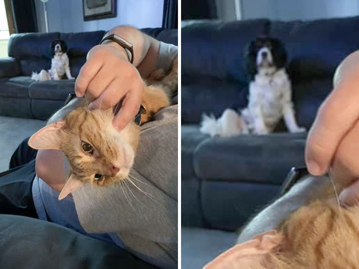 My Husband Telling Ferdinand, Our Senior Rescue Kitty, That He’s Now A Star After Over 115k Likes On His First-Ever Post. And The Dog, Well, The Dog Is Jealous
