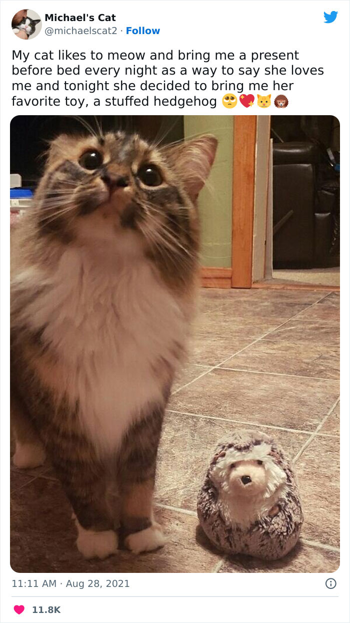 Funny-Kitty-Litterposting-Pics