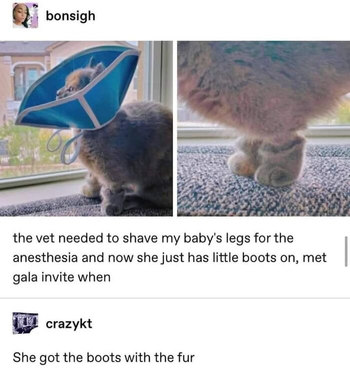 Funny-Kitty-Litterposting-Pics