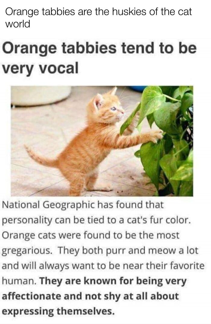 Funny-Kitty-Litterposting-Pics