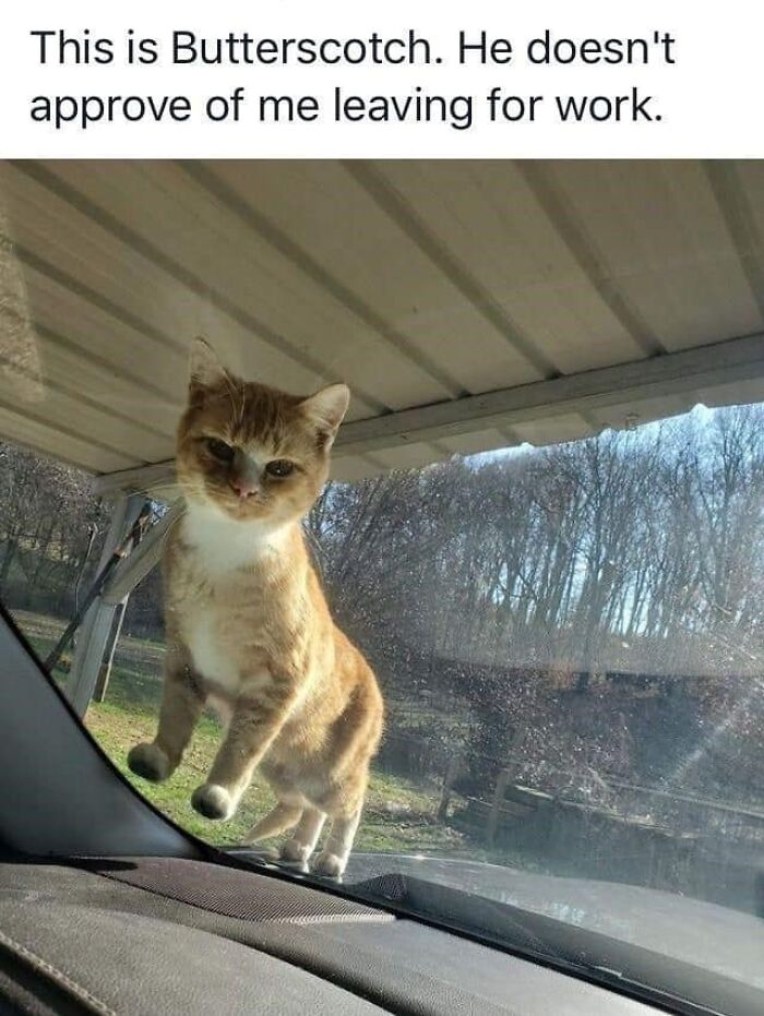 Funny-Kitty-Litterposting-Pics