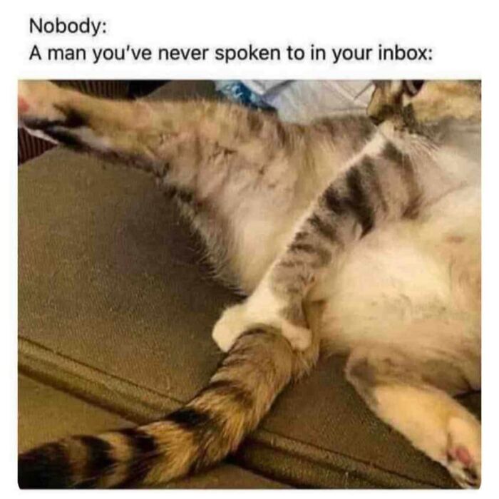 Funny-Kitty-Litterposting-Pics