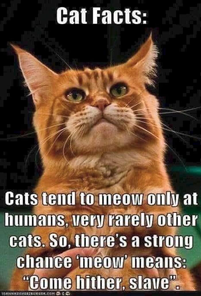 Funny-Kitty-Litterposting-Pics