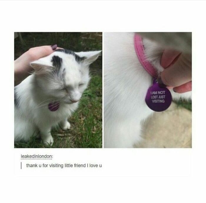 Funny-Kitty-Litterposting-Pics