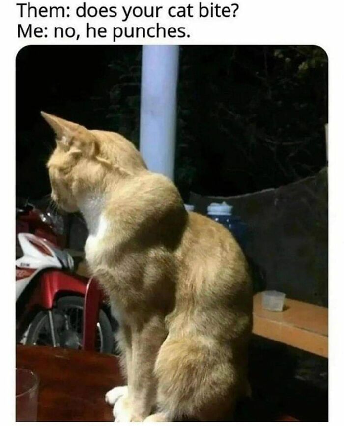 Funny-Kitty-Litterposting-Pics