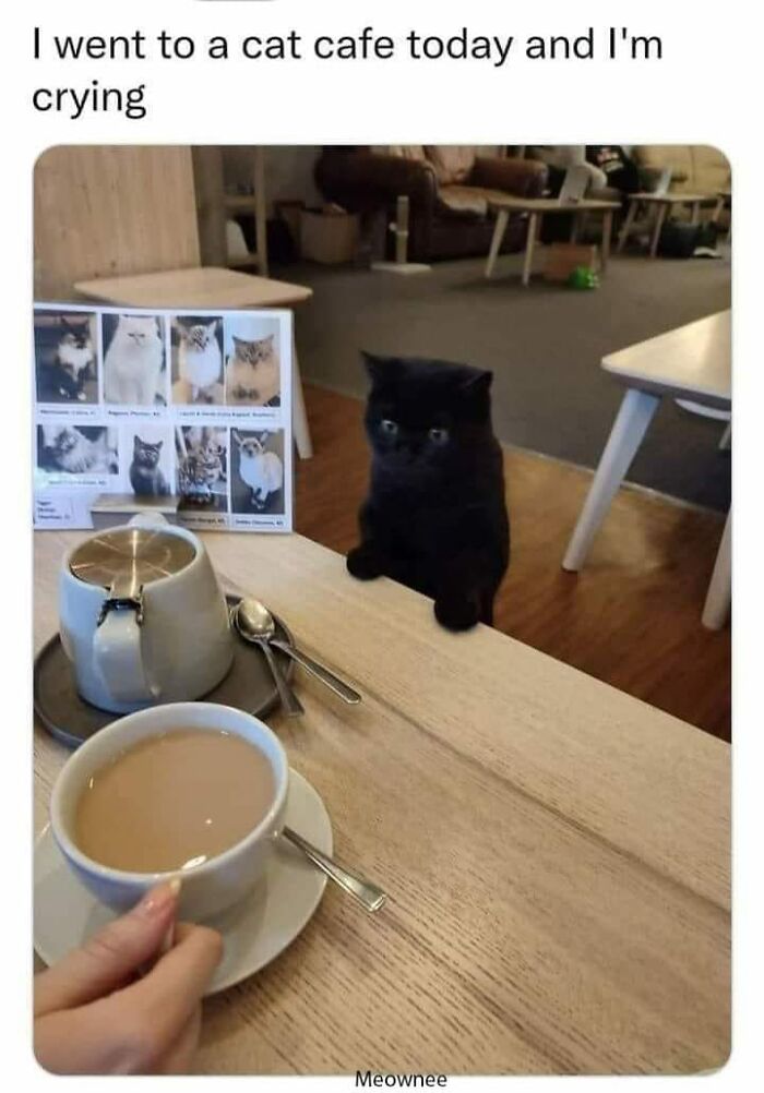 Funny-Kitty-Litterposting-Pics