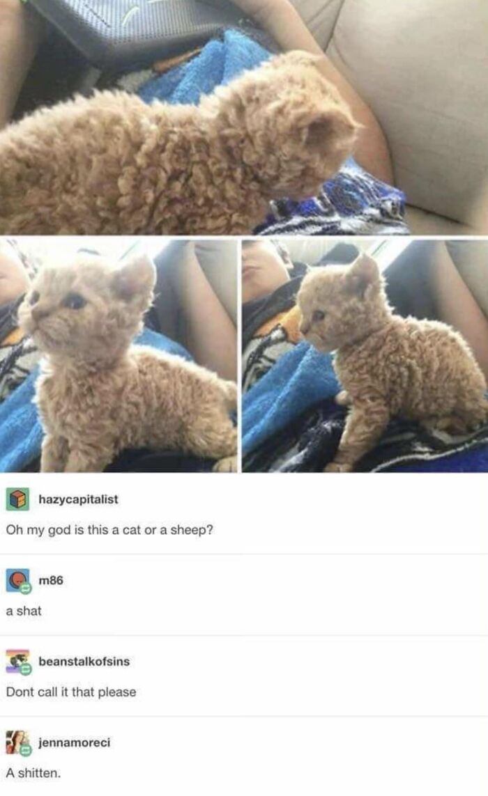 Funny-Kitty-Litterposting-Pics