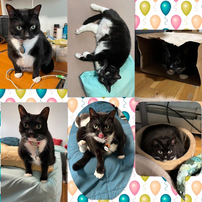 Funny-Kitty-Litterposting-Pics