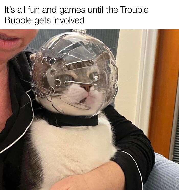 Funny-Kitty-Litterposting-Pics