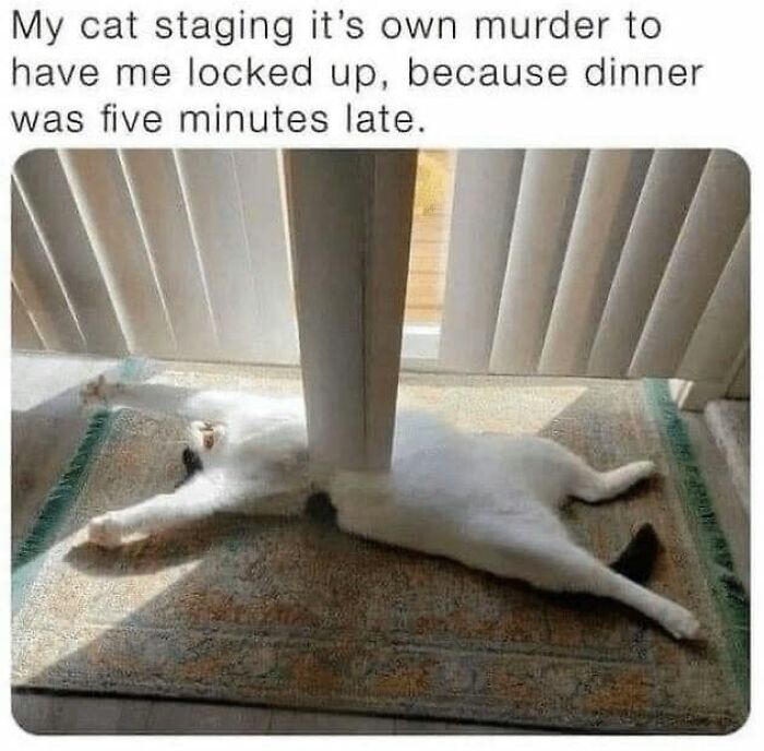 Funny-Kitty-Litterposting-Pics