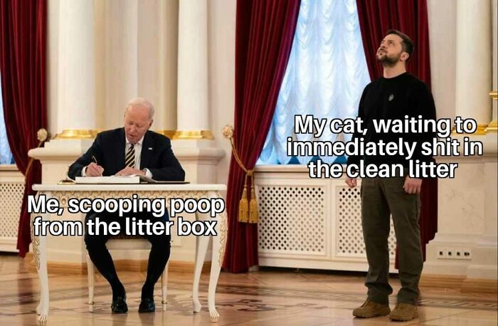 Funny-Kitty-Litterposting-Pics