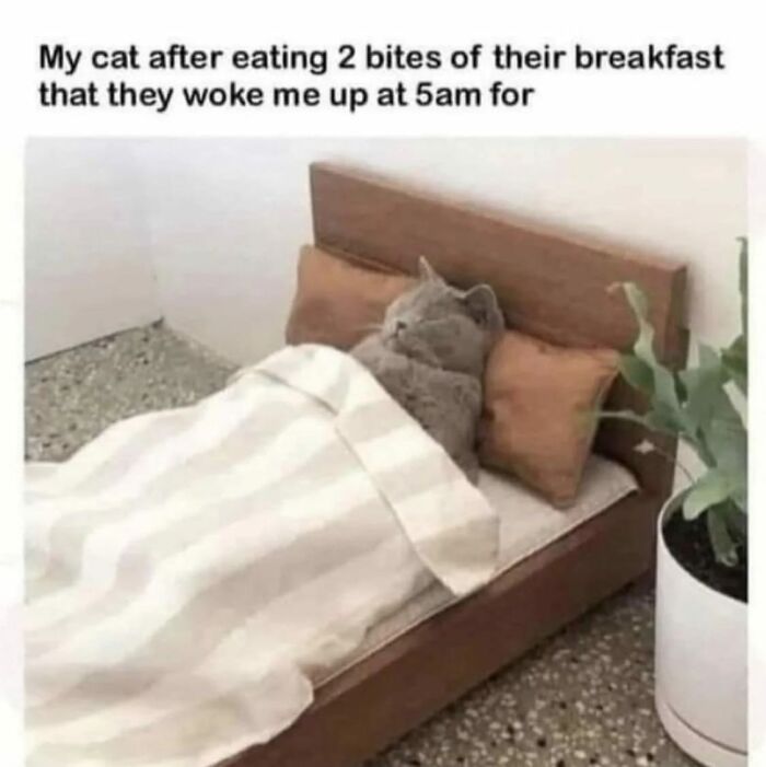 Funny-Kitty-Litterposting-Pics