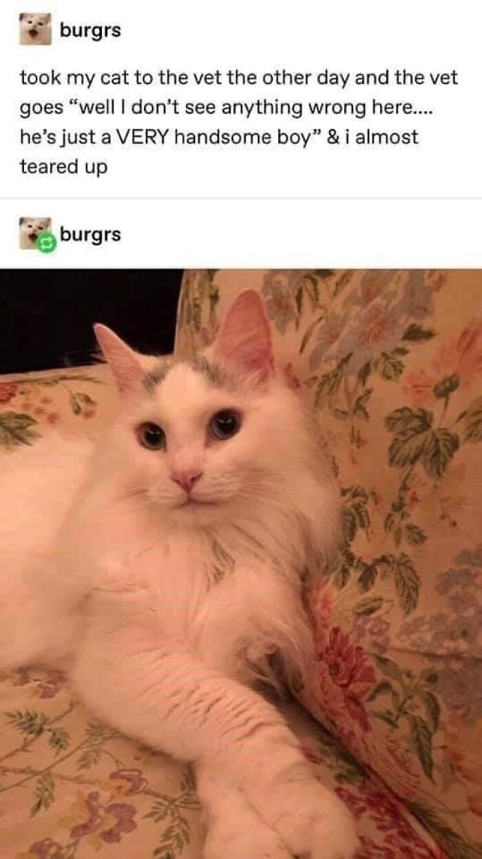 Funny-Kitty-Litterposting-Pics