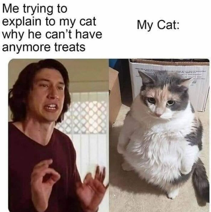 Funny-Kitty-Litterposting-Pics