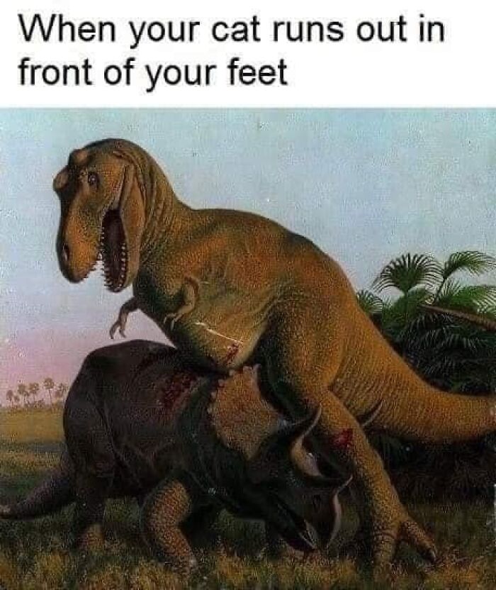 Funny-Kitty-Litterposting-Pics