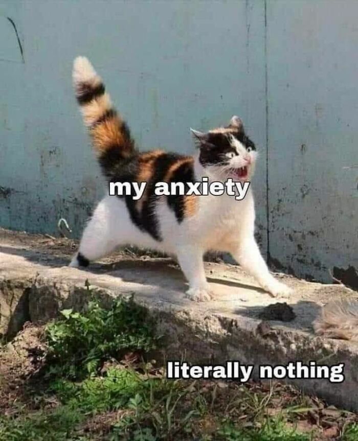 Funny-Kitty-Litterposting-Pics