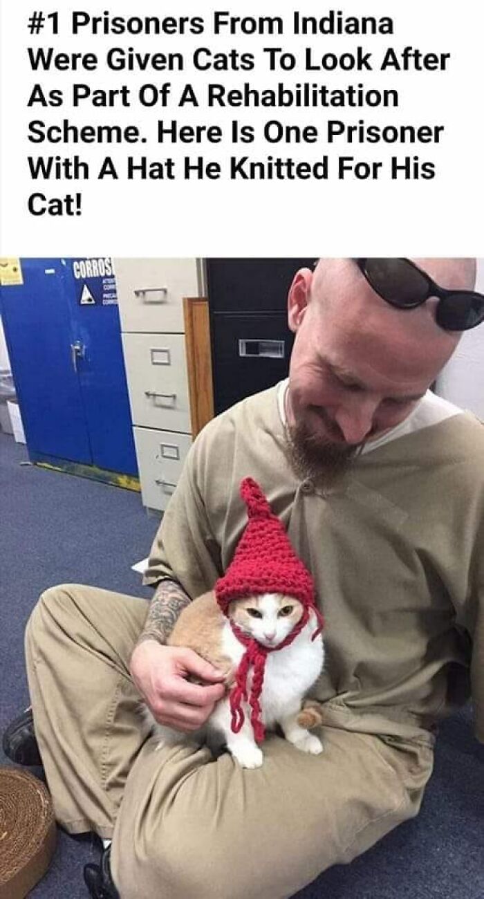 Funny-Kitty-Litterposting-Pics