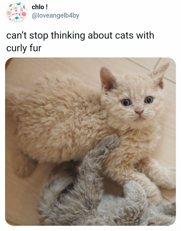 Funny-Kitty-Litterposting-Pics