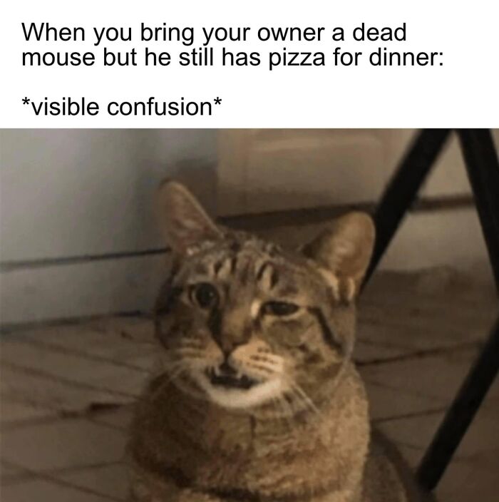 Funny-Kitty-Litterposting-Pics