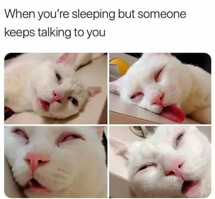 Funny-Kitty-Litterposting-Pics