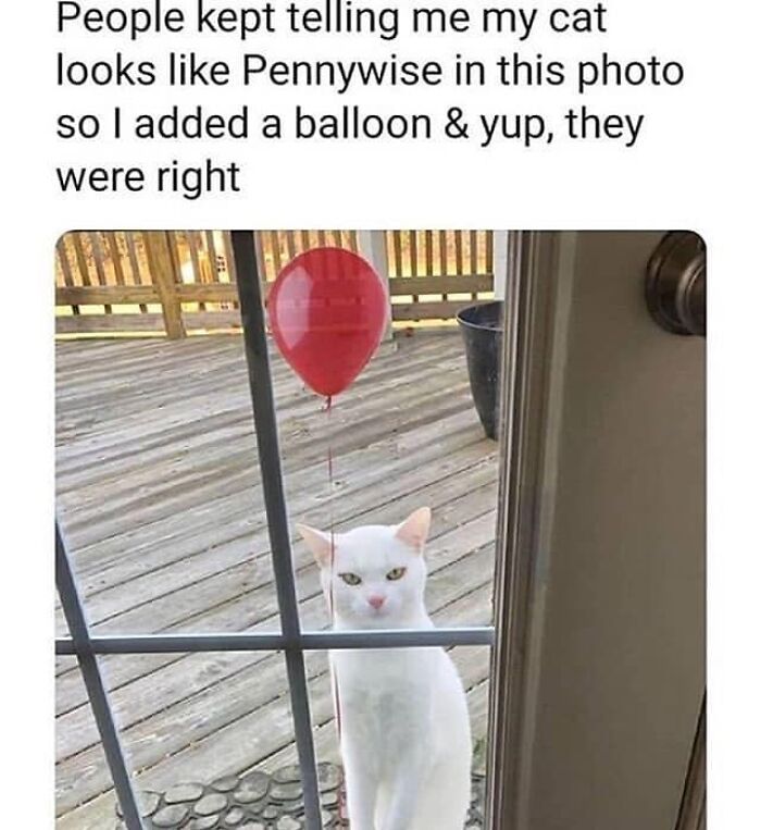 Funny-Kitty-Litterposting-Pics