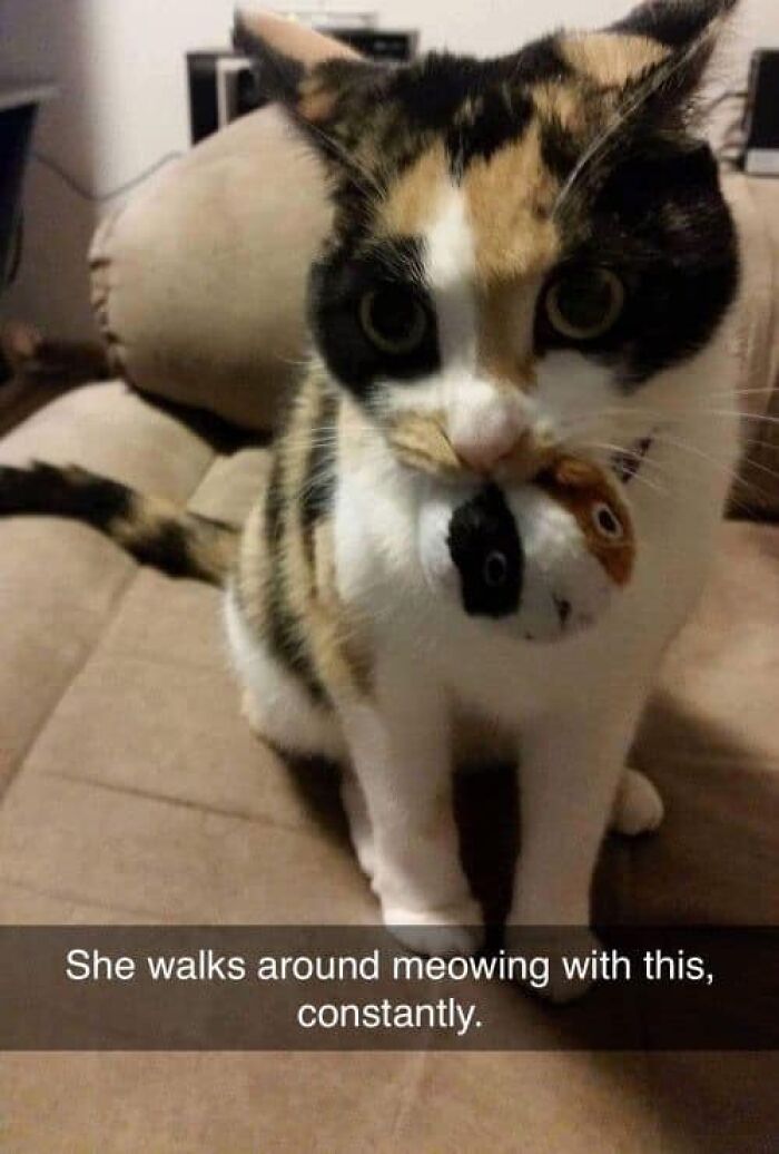 Funny-Kitty-Litterposting-Pics