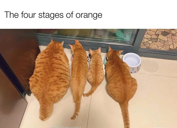 Funny-Kitty-Litterposting-Pics