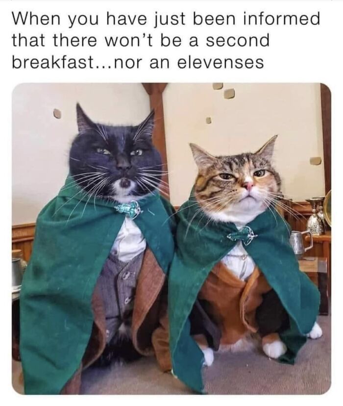 Funny-Kitty-Litterposting-Pics