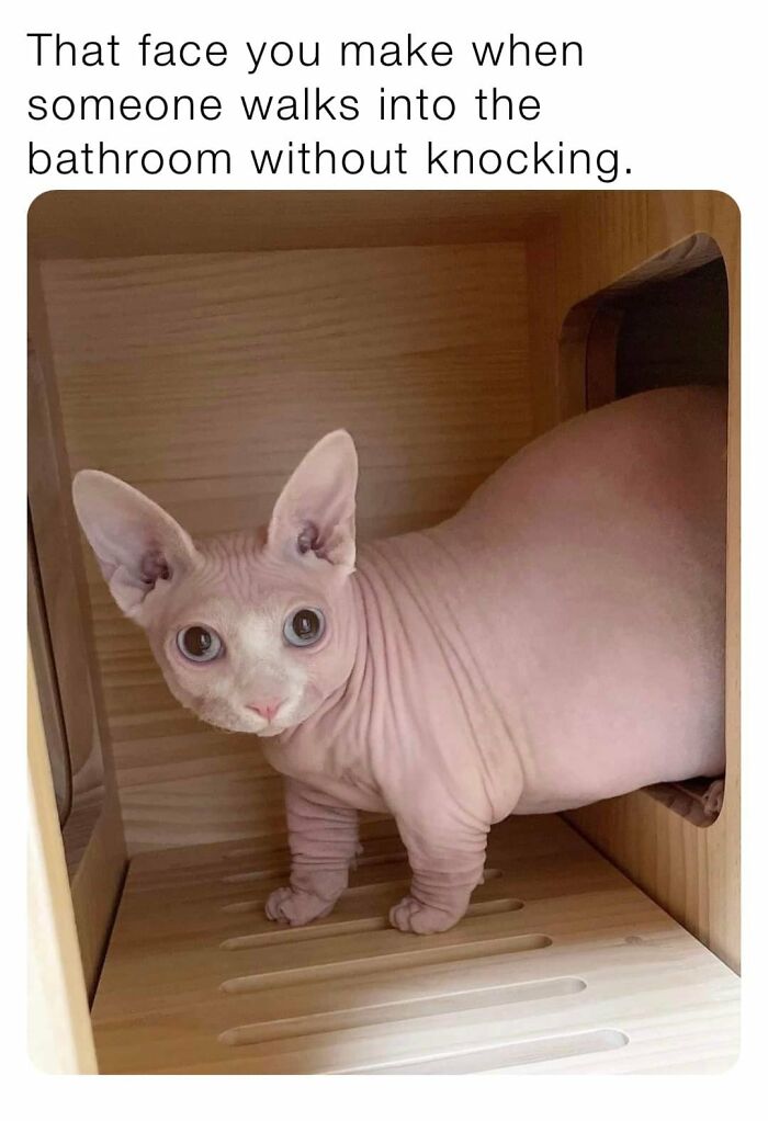 Funny-Kitty-Litterposting-Pics