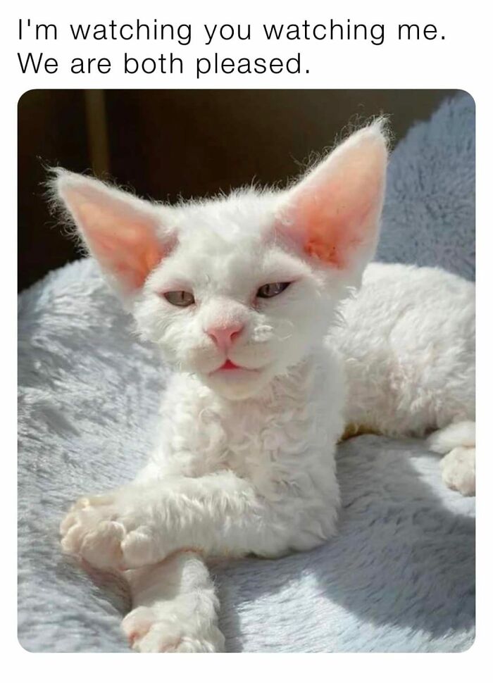 Funny-Kitty-Litterposting-Pics