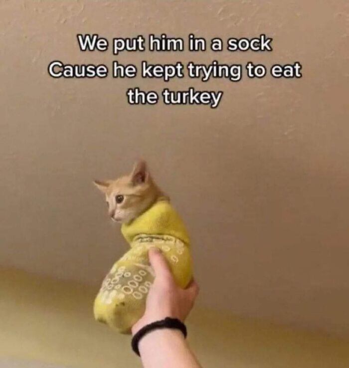 Funny-Kitty-Litterposting-Pics