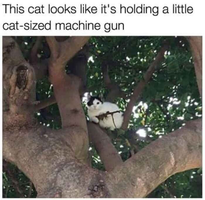 Funny-Kitty-Litterposting-Pics