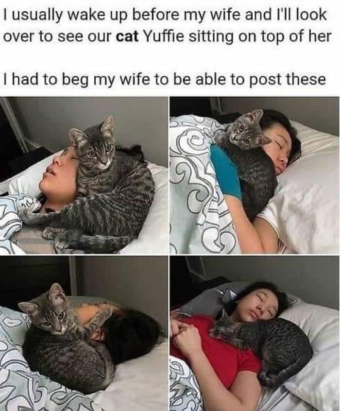 Funny-Kitty-Litterposting-Pics