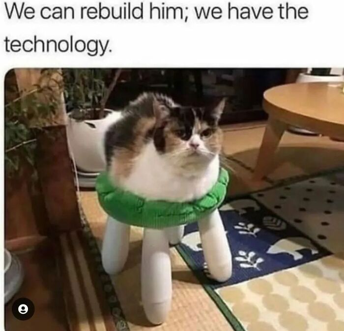 Funny-Kitty-Litterposting-Pics