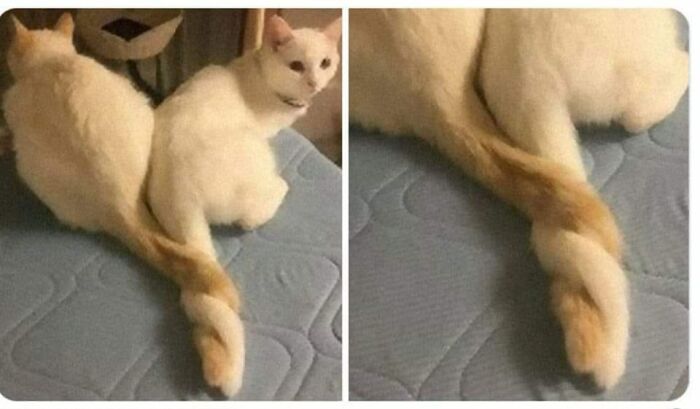 Funny-Kitty-Litterposting-Pics