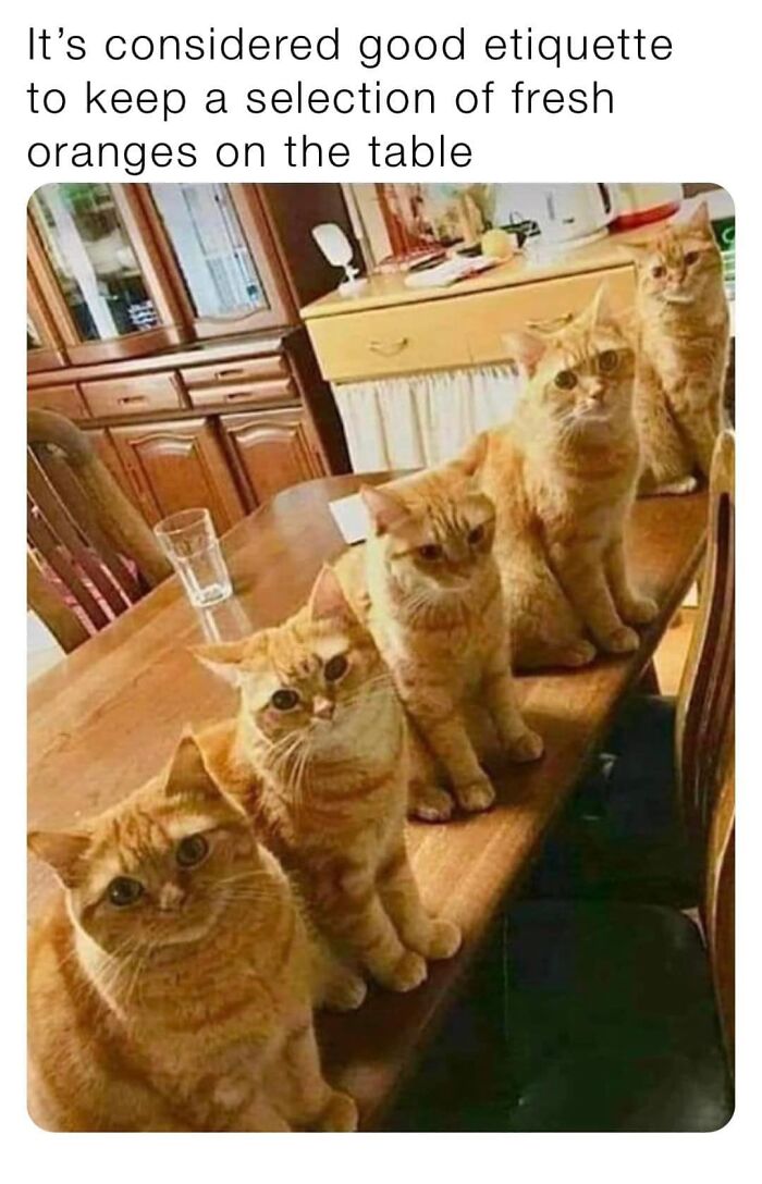 Funny-Kitty-Litterposting-Pics