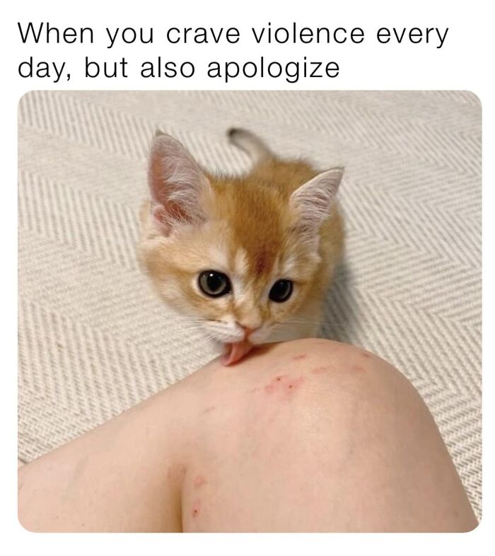 Funny-Kitty-Litterposting-Pics