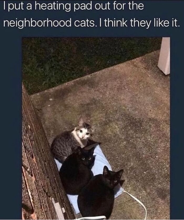 Funny-Kitty-Litterposting-Pics